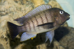 De Kasanga en aquarium ©Enzo Marino. Petrochromis famula Kasanga