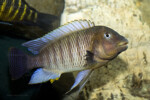 ©Enzo Marino Petrochromis famula Kasanga