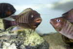 ©Enzo Marino Petrochromis famula Kasanga