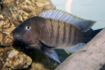 ©Enzo Marino Petrochromis famula Kasanga