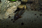 De Kigoma en aquarium ©Enzo Marino Petrochromis famula