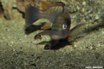 ©Enzo Marino Petrochromis famula