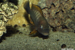 De Kigoma ©Enzo Marino. Petrochromis famula Kigoma
