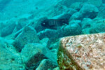 A Lupita island. Petrochromis famula