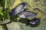 De Zongwe ©Enzo Marino. Petrochromis famula Zongwe