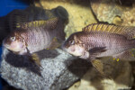 ©Enzo Marino Petrochromis famula Zongwe