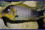 ©Enzo Marino Petrochromis famula Zongwe