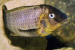 ©Enzo Marino Petrochromis famula Zongwe