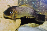 ©Enzo Marino Petrochromis famula Zongwe