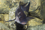 Gros plan d'un mâle adulte ©Enzo Marino. Petrochromis famula Zongwe