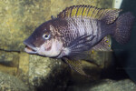 Portrait ©Enzo Marino. Petrochromis famula Zongwe