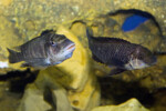 Femelle en incubation buccale ©Enzo Marino. Petrochromis famula Zongwe