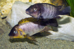 ©Enzo Marino Petrochromis famula Zongwe