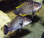 ©Enzo Marino Petrochromis famula Zongwe
