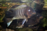 En aquarium. Petrochromis famula