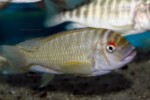 Individu de Kekese en aquarium de vente au magasin Abysse. Petrochromis fasciolatus