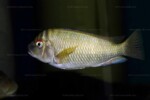 Mâle adulte de Kekese au magasin ABYSSE (https://www.abysse-cichlides.com/) Petrochromis fasciolatus
