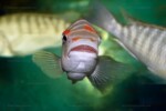 Portrait de face de P. aff. fasciolatus Petrochromis aff. fasciolatus