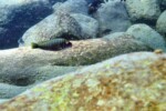 P. aff. fasciolatus à Kekese. Petrochromis fasciolatus