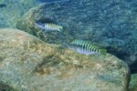 P. orthognathus et aff. fasciolatus à Kekese Petrochromis fasciolatus