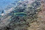 Femelle en incubation à Kekese. Petrochromis fasciolatus