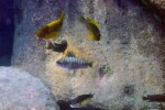 3 espèces de Petrochromis, dont P. ephippium, orthognathus et aff. fasciolatus à Kekese. Petrochromis fasciolatus