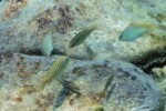 Les Petrochromis 21 Petrochromis fasciolatus