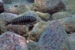 Kelenge (Kerenge). Petrochromis fasciolatus