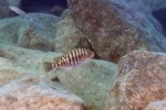 Les Petrochromis 22 Petrochromis fasciolatus