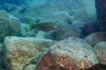 Les Petrochromis 23 Petrochromis fasciolatus