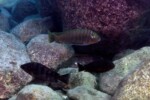 Les Petrochromis 24 Petrochromis fasciolatus