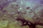 Troupe à Kelenge (Kerenge). Petrochromis fasciolatus