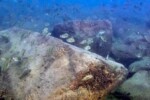 Groupe nombreux à Kelenge island. Petrochromis fasciolatus