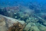 Les Petrochromis 25 Petrochromis fasciolatus