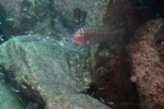 Slaf rocks (Silaf rock). Petrochromis fasciolatus