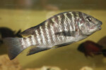 individu dominé. Petrochromis sp. polyodon
