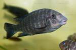 Les Petrochromis 52 Petrochromis sp. polyodon "giant"