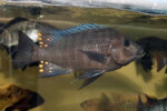 P. "giant" en aquarium. Petrochromis sp. polyodon