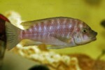 En aquarium. Petrochromis horii