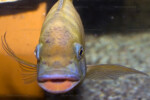 Portrait par Enzo Marino. Petrochromis horii