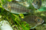 Juvéniles. Petrochromis horii