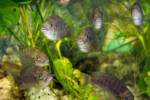 Les Petrochromis 26 Petrochromis horii