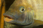 Les Petrochromis 27 Petrochromis horii ©Enzo Marino.