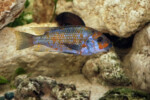 En aquarium. Petrochromis polyodon Kazumbe