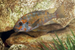 Les Petrochromis 51 Petrochromis polyodon Kazumbe