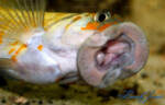 Détail de la bouche. Petrochromis polyodon Kazumbe