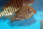 Les Petrochromis 31 Petrochromis macrognathus