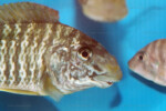 Les Petrochromis 32 Petrochromis macrognathus
