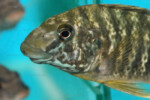 Portrait en aquarium de vente au magasin Abysse (https://www.abysse-cichlides.com/) https://www.abysse-cichlides.com/