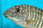 Les Petrochromis 33 Petrochromis macrognathus Abysse